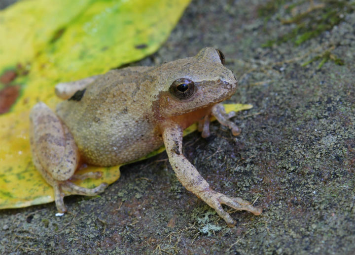 Spring Peeper